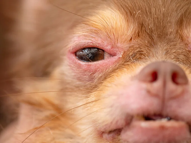 programme-dac_savoir-si-mon-chien-est-atteint-de-dac-768x577.jpg