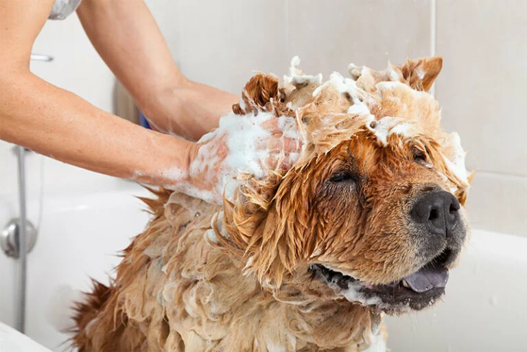 chien propre