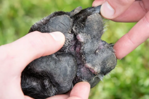 Patte de chien avec des plaques rouges