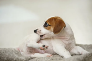 petit chien blanc qui se gratte