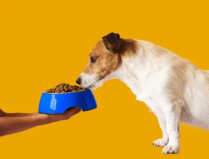 chien qui mange dans sa gamelle