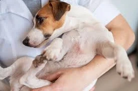 La Dermatite Atopique Canine (DAC)