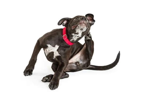 programme-dac_savoir-si-mon-chien-est-atteint-de-dac-2-768x546.jpg