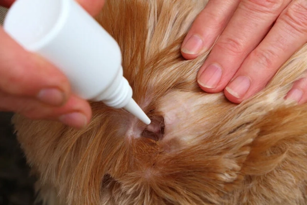 programme-dac_otites-du-chien-768x512.jpg