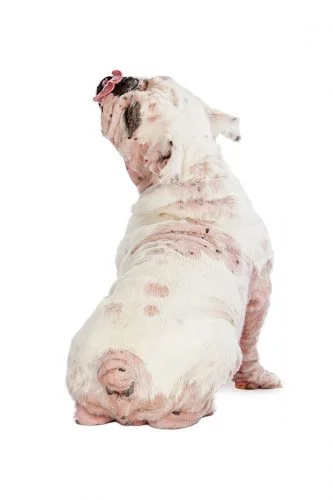 programme-dac_savoir-si-mon-chien-est-atteint-de-dac-3-p8el9su7aekxl3bo98c1wlretx9vjaumvug3bxpatc.jpg