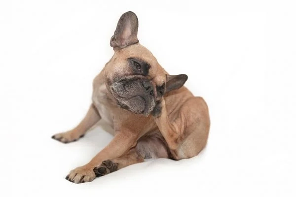 programme-dac_allergies-chez-le-chien-p8el9wlk1qpiextxb7a3ngz8tmb547admvk7830ruo.jpg