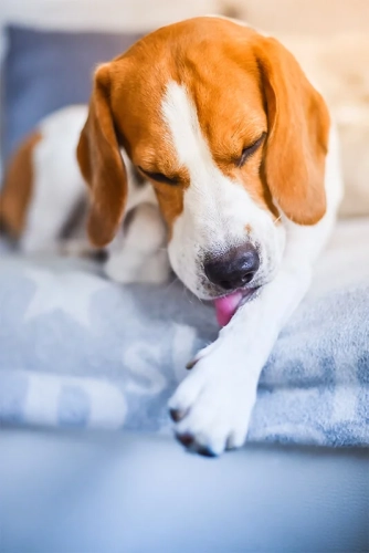 programme-dac_soins-du-chien-allergique-2.jpg