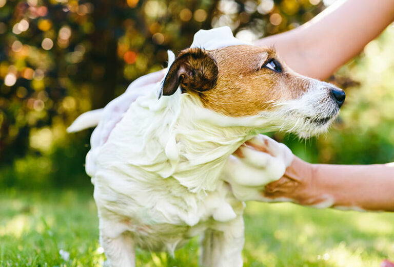 l'arsenal thérapeutique de la dermatite atopique canine