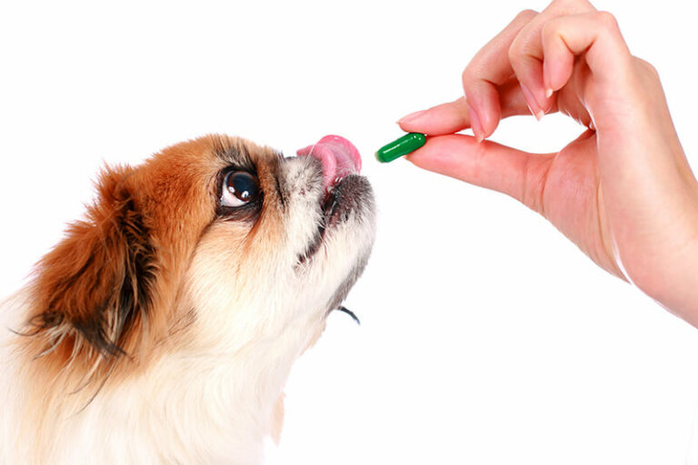 une gestion multimodale à vie de la dermatite atopique canine