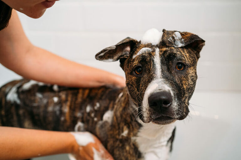 les traitements occasionnels à suivre en cas de dermatite atopique chez le chien