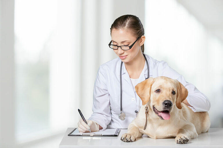 les chiens atteints de dermatite atopique doivent suivre un traitement à vie