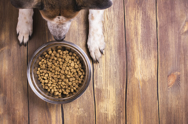 Votre vétérinaire pourra vous conseiller une alimentation adaptée à votre chien allergique
