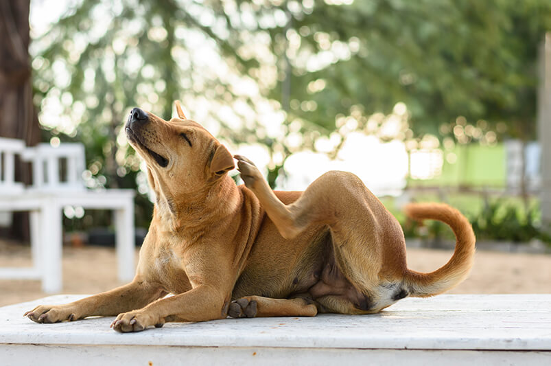Mon chien se gratte gérer la démangeaison Dermatite Atopique Canine