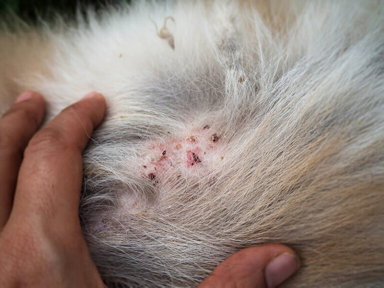 les raisons qui poussent un chien à se gratter sont nombreuses