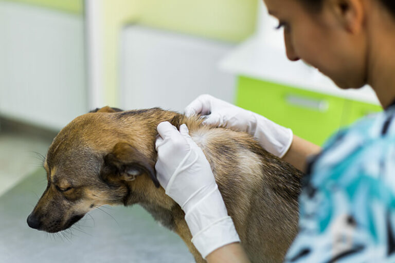 le diagnostic de la dermatite atopique chez le chien