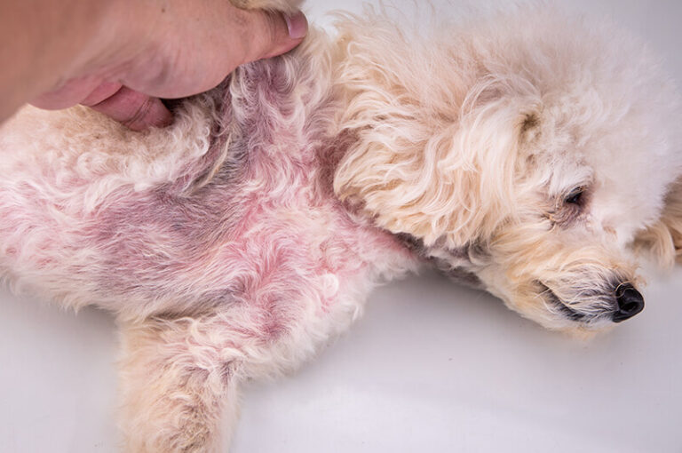 surveillez les signes de la dermatite atopique sur la peau de votre chien
