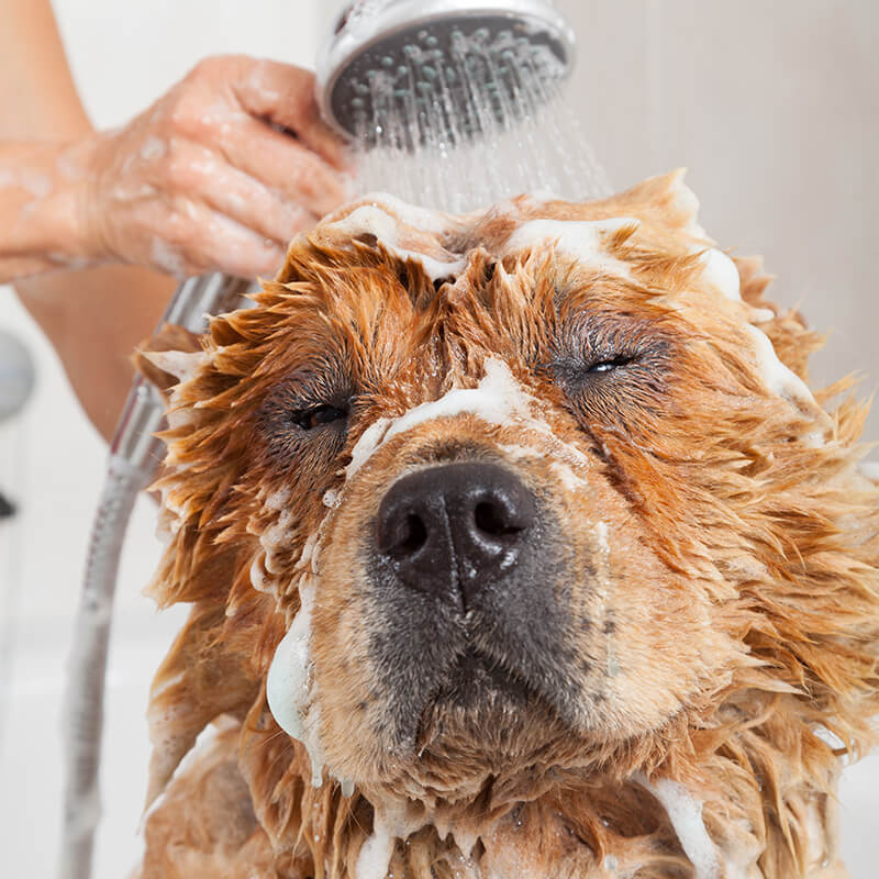 utilisez les soins locaux pour une poussée de dermatite du chien