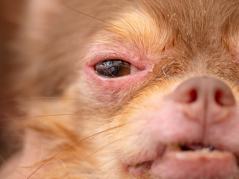 Comment savoir si mon chien est atteint de dermatite atopique ?