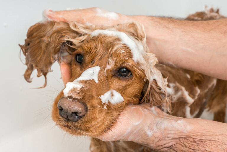 comment laver son chien