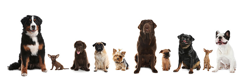 certaines races de chiens sont prédisposées à développer une dermatite atopique canine