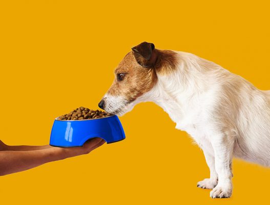 Le régime alimentaire du chien allergique